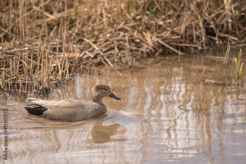 Gadwall (Mareca strepera) dabbling duck swimming.