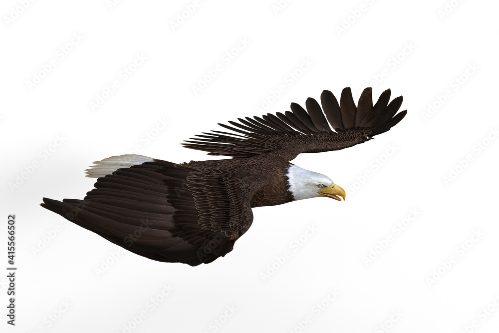 Obraz premium Bald Eagle gliding. 3d illustration isolated on white background.