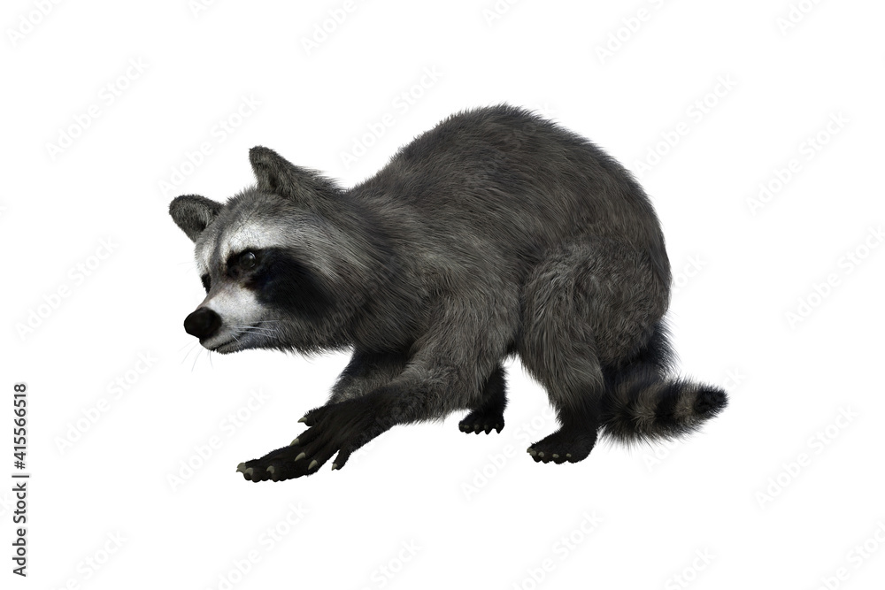Obraz premium Raccoon foraging for food. 3d illustration isolated on white background.