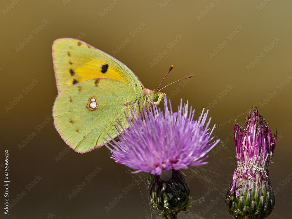 Clouded Yellow butterfly, Colias crocea, on a thistle flower, near Onteniente, Spain. Clouded Yellow butterfly, Colias crocea, on a thistle flower, near Onteniente, Spain.