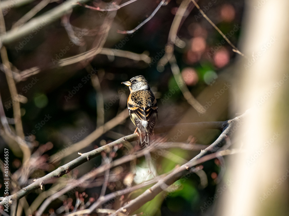 brambling in a Japanese forest park 4 brambling in a Japanese forest park 4