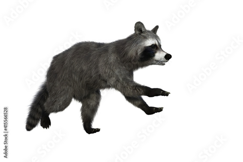 Raccoon running. 3d illustration isolated on white background.