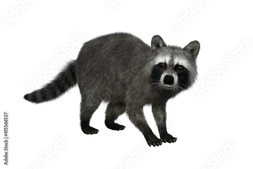 Raccoon looking alert. 3d illustration isolated on white background.