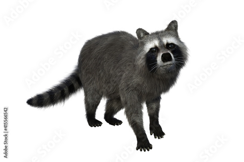 Raccoon looking up at camera. 3d illustration isolated on white background.