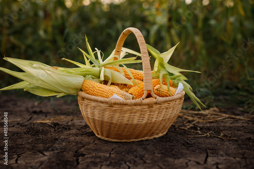 Corn placed in a basket / Farmer harvest concept of corn planting
