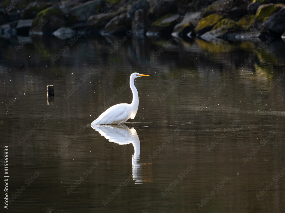 Great Egret relfected wading in shallow pond 1 Great Egret relfected wading in shallow pond 1