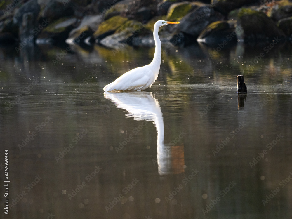 Great Egret relfected wading in shallow pond 2 Great Egret relfected wading in shallow pond 2