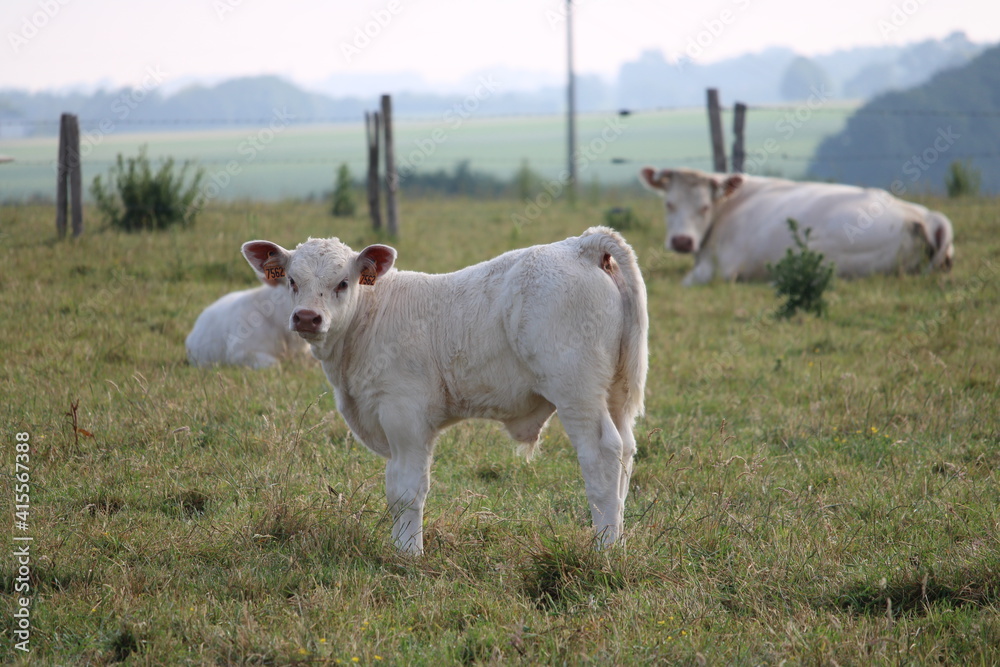cow and calf cow and calf