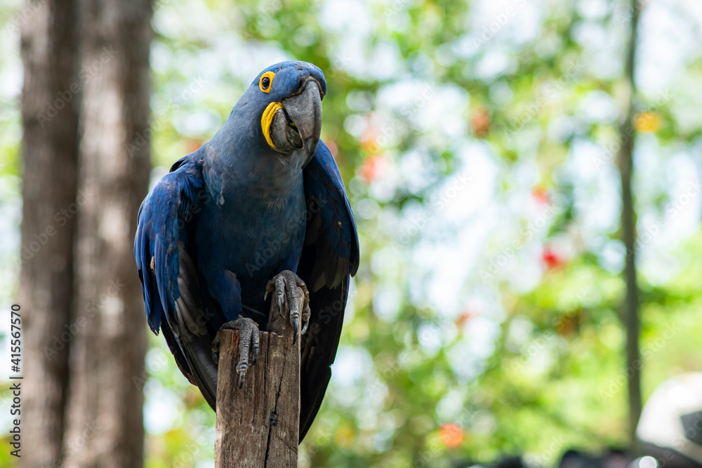 Obraz premium blue hyacinth macaw close up
