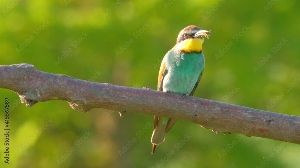 European Bee-Eater - Merops Apiaster on a branch , exotic colorful migratory bird