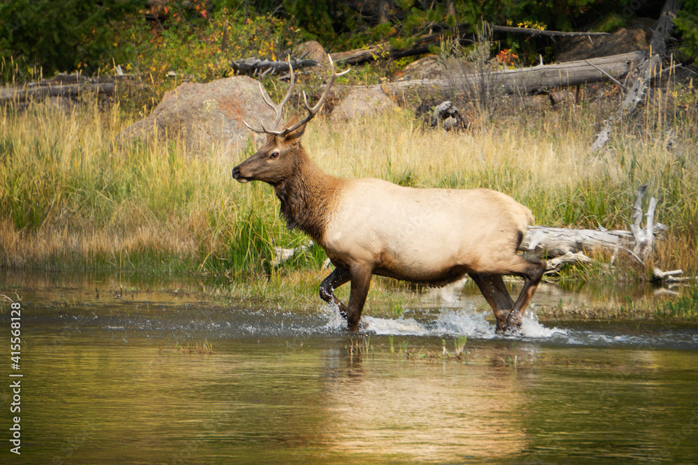 Several images of a large elk with antlers near a stream in Yellowstone National Park in Wyoming.
Several images of a large elk with antlers near a stream in Yellowstone National Park in Wyoming.