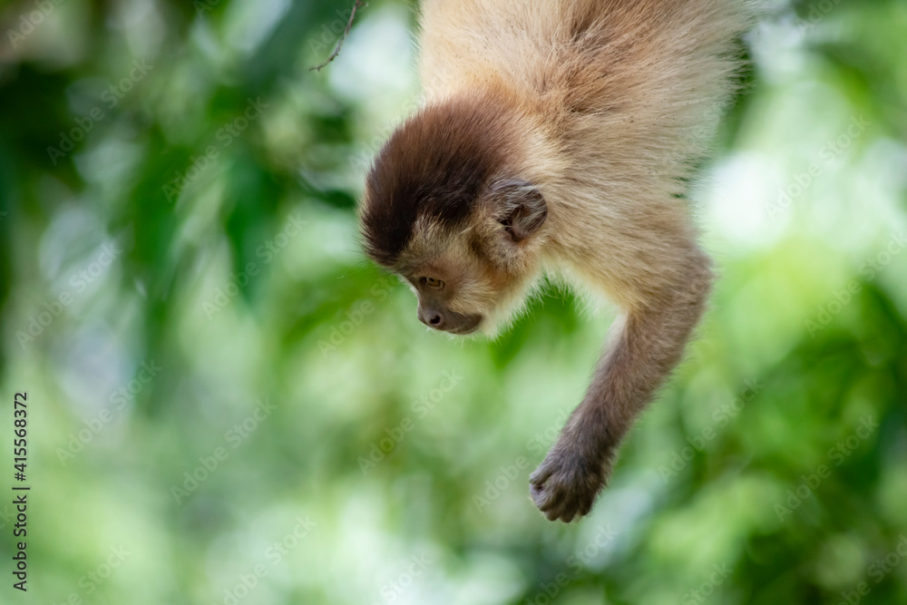 Fototapeta premium Capuchin monkey in the jungle
