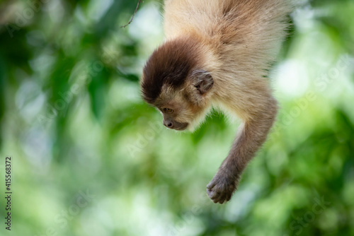 Capuchin monkey in the jungle