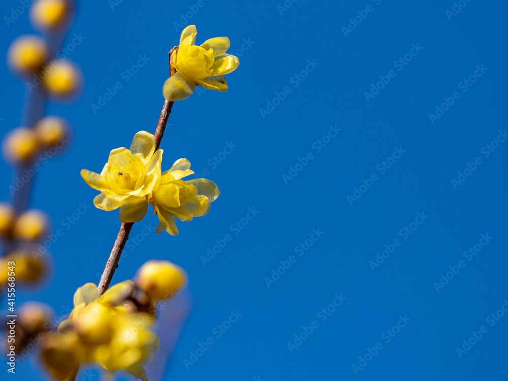 Fototapeta premium Yellow wintersweet blossoms in Japanese park 3
