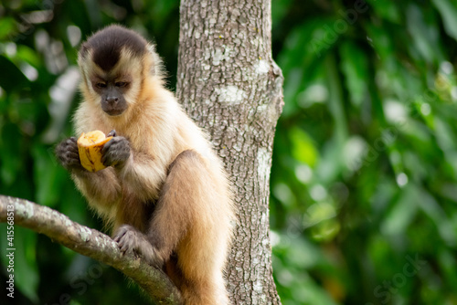 Photography Capuchin monkey in the jungle eating banana
