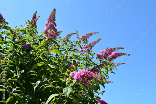 buddleja davidii butterfly bush perfectly formed lilac colour