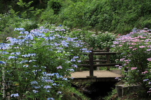 船岡城址公園の紫陽花（あじさい）、宮城県柴田郡柴田町大字船岡字舘山 photo