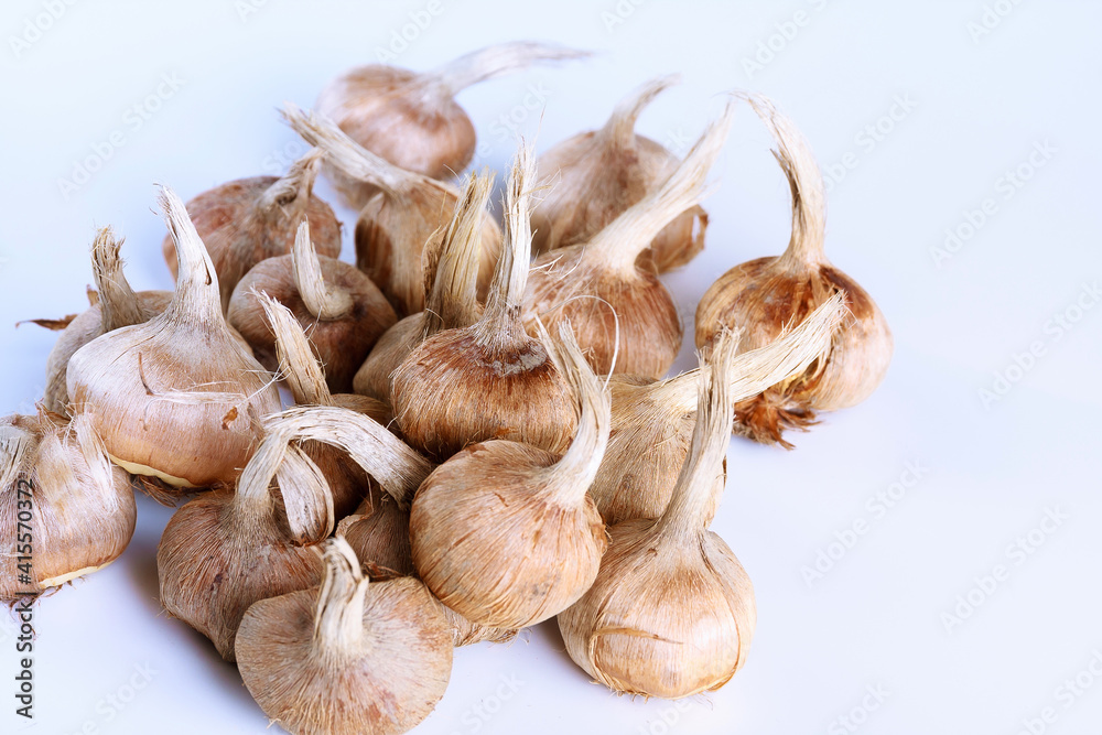 Crocus bulbs sativus on a white background. Bulbs for planting saffron, for getting the spice saffron. Crocus bulbs sativus on a white background. Bulbs for planting saffron, for getting the spice saffron.