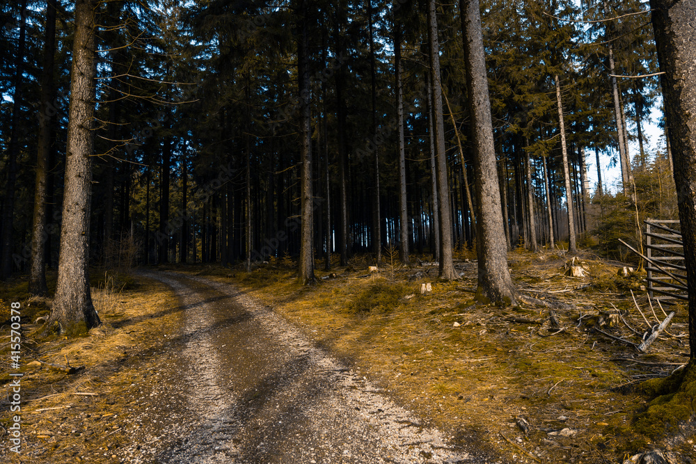 Spaziergang durch den Soonwald Spaziergang durch den Soonwald