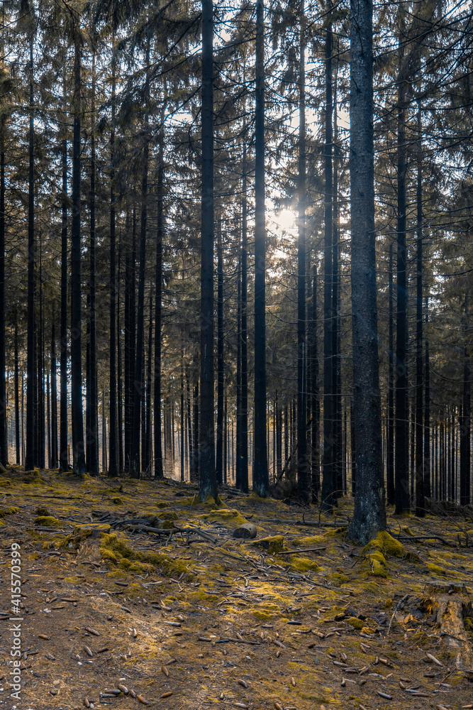 Naklejka premium Spaziergang durch den Soonwald