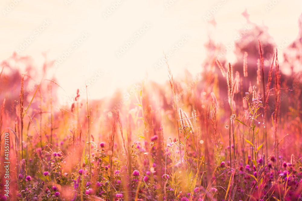 The clover field is bathed in soft sunlight. Wild flowers and herbs in the early morning The clover field is bathed in soft sunlight. Wild flowers and herbs in the early morning