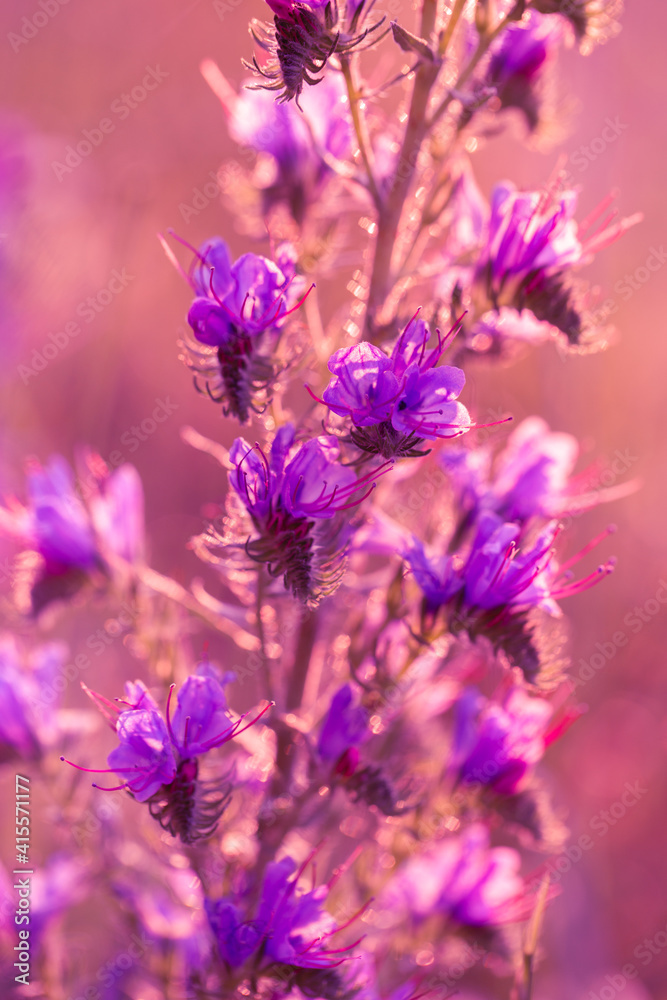 Fototapeta premium A beautiful purple plant in bloom in the foreground with a blurred background. Vertical photos of natural scenes and moments