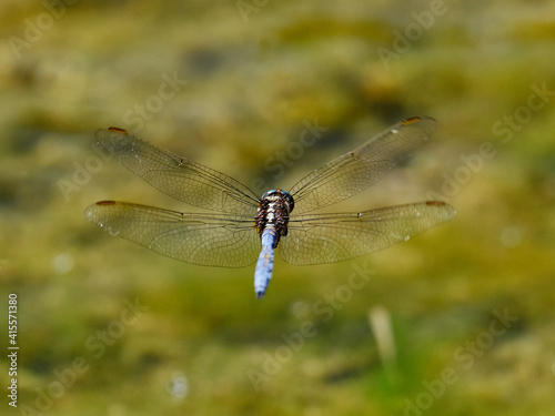 Dragonflies flying over a pond, near Onteniente, Spain