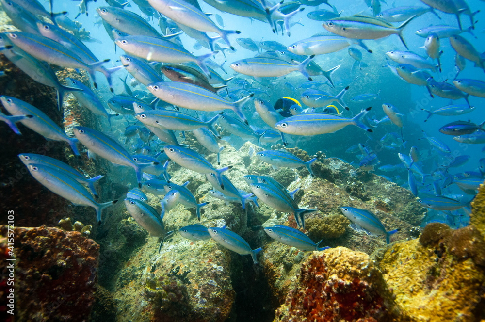 Fototapeta premium Group of fusilier fish in blue tropical water