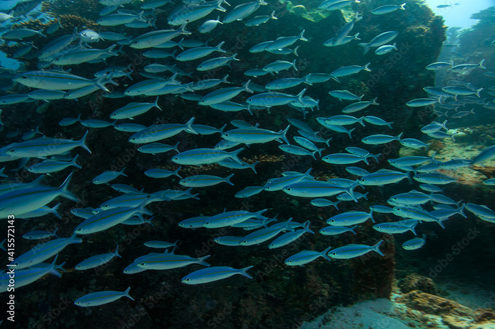 Group of fusilier fish in blue tropical water Group of fusilier fish in blue tropical water