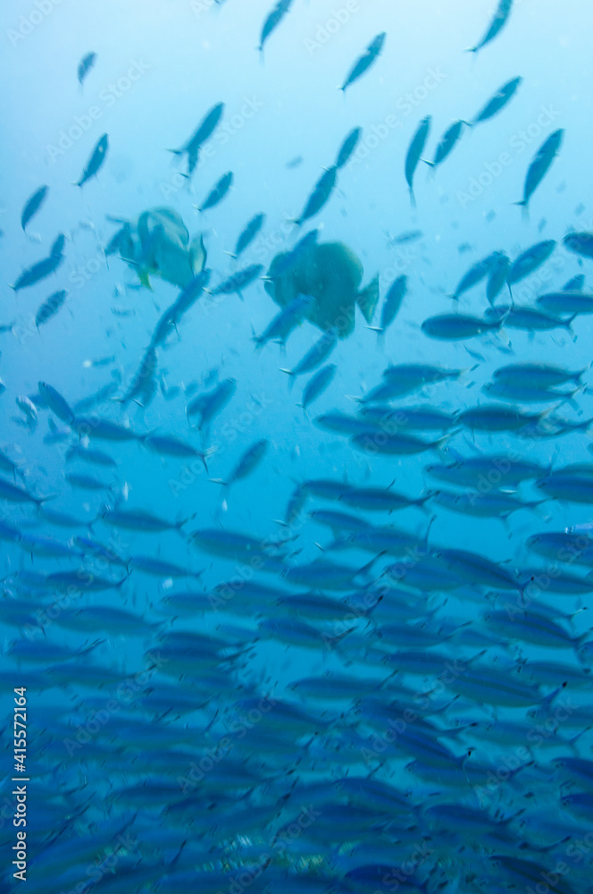 Group of fusilier fish in blue tropical water Group of fusilier fish in blue tropical water