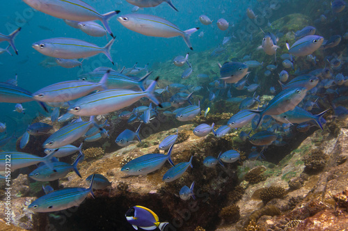 Fototapeta Naklejka Na Ścianę i Meble -  Group of fusilier fish in blue tropical water