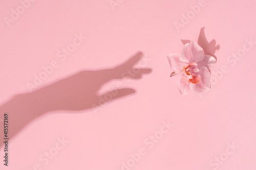 Womans hand shadow touches pink flower. Reach for the natural beauty. Womens, Mothers day, femininity concept.