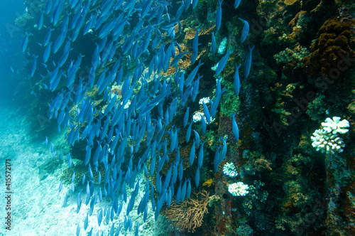 Group of fusilier fish in blue tropical water
