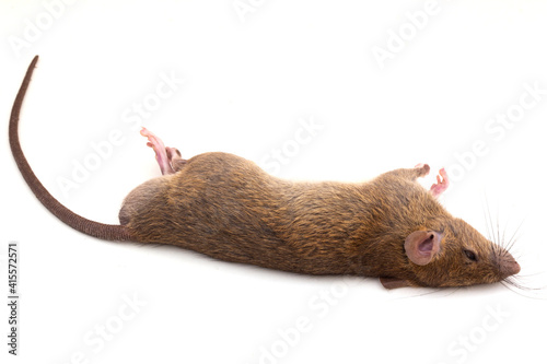 Bild auf Leinwand dead rat isolated on white background,