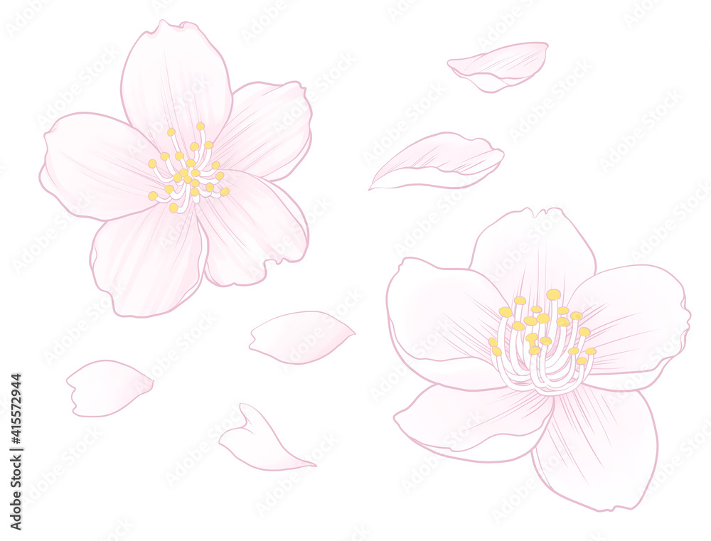 桜の花と花びらのイラスト