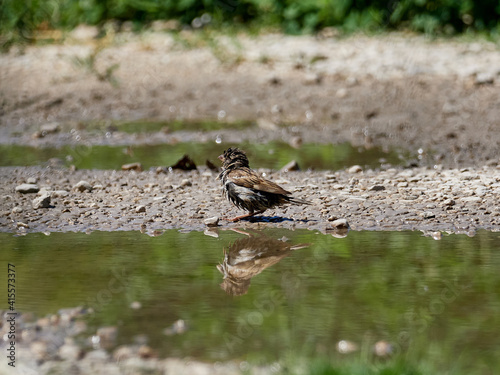 House sparrow, Passer domesticus, soaking in a pond, Onteniente, Spain