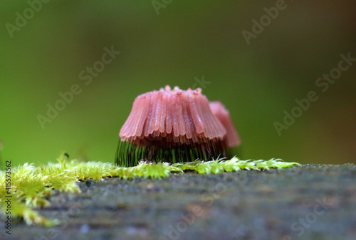 Myxomycète Stemonitis fusca en fructification sur boir mort photo