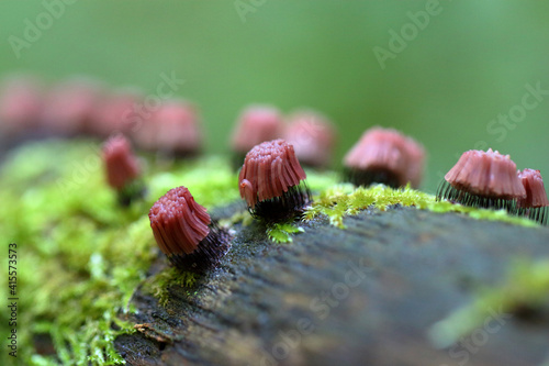 Tableau sur toile Myxomycète Stemonitis fusca en fructification sur boir mort