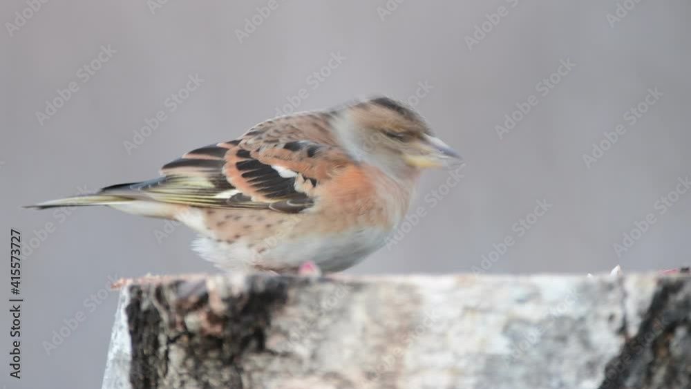 Brambling Fringilla montifringilla on log Brambling Fringilla montifringilla on log