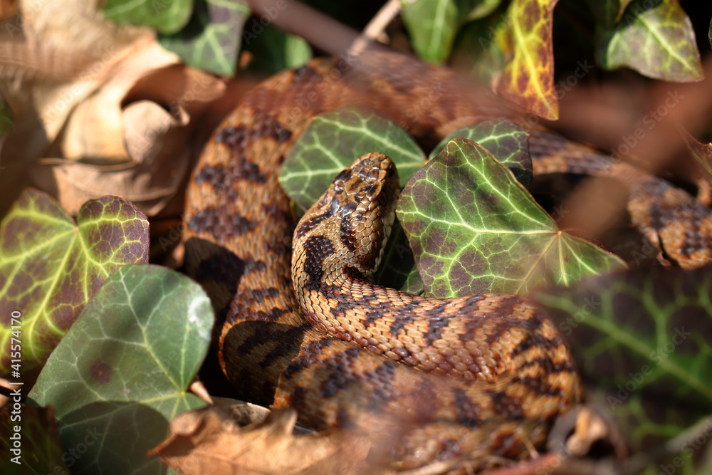 Fototapeta premium Vipère péliade Vipera berus au sortir de l'hivernation au printemps