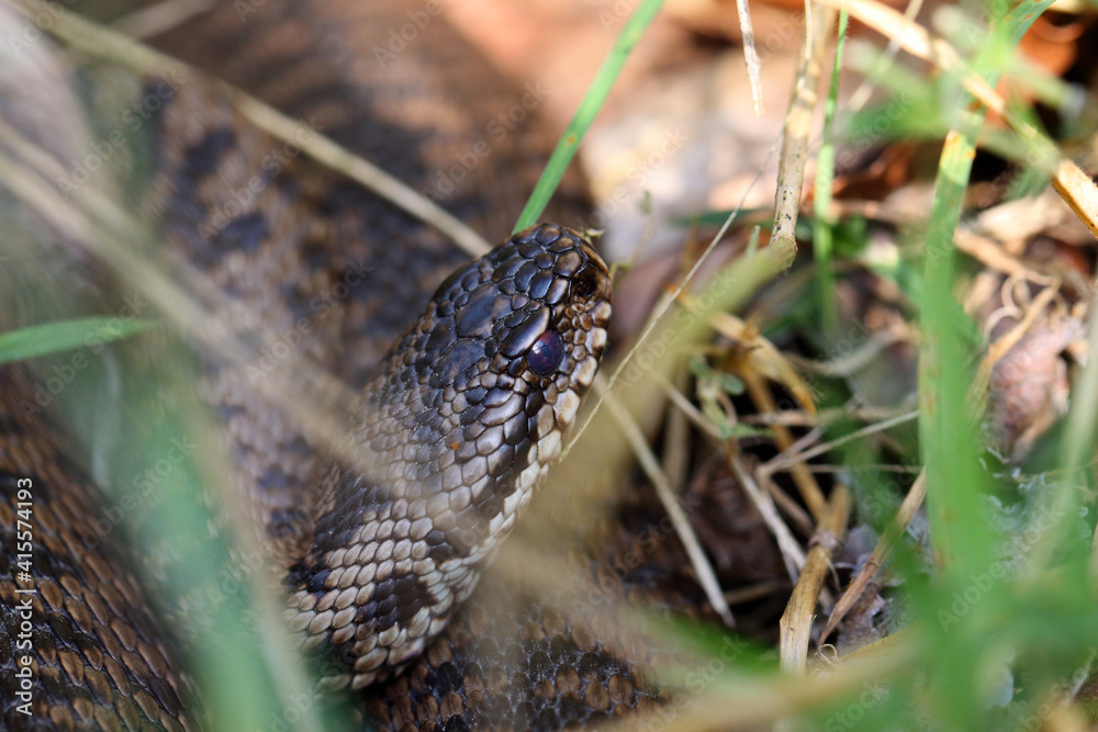 Vipère péliade Vipera berus au sortir de l'hivernation au printemps Vipère péliade Vipera berus au sortir de l'hivernation au printemps