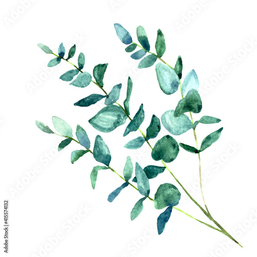 Watercolor eucalyptus branches.