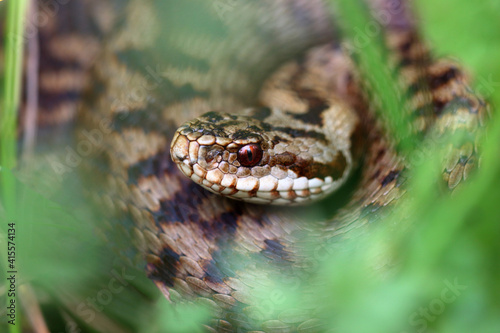 Vipère péliade Vipera berus au sortir de l'hivernation au printemps