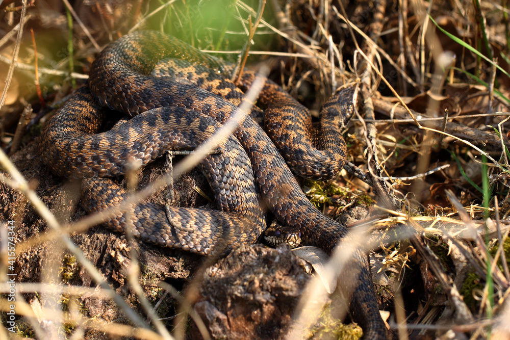 Naklejka premium Vipère péliade Vipera berus au sortir de l'hivernation au printemps