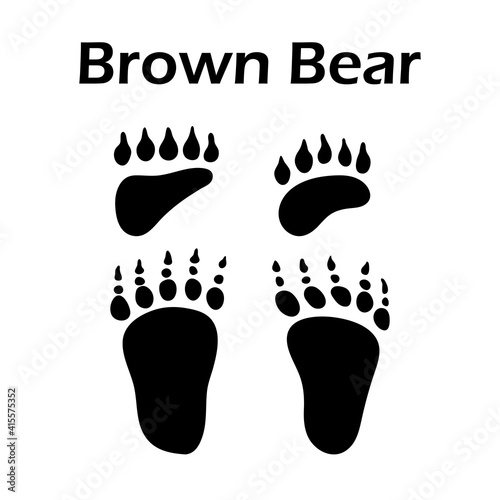 Brown Bear Footprint