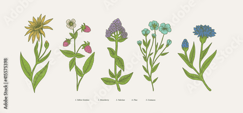 vintage hand drawn boatnical illustration set. graphic design elements, isolated flower vectors
