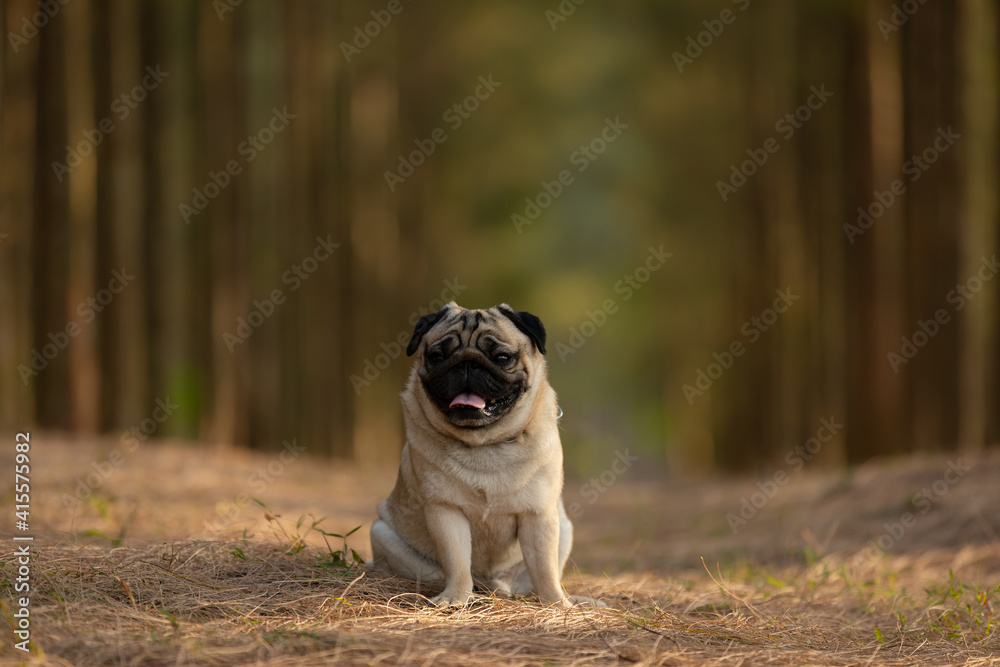 Happy dog pug breed sitting and smile in Pine forest Happy dog pug breed sitting and smile in Pine forest