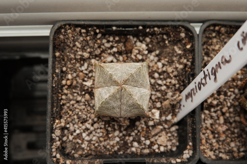 Succulents in a pot on a windowsill. Growing plants at home.
Astrophytum myriostigma cvadro photo