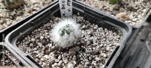 Succulents in a pot on a windowsill. Growing plants at home. Mammillaria bocasana v. multilanata photo