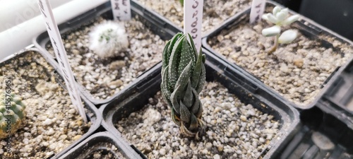 Succulents in a pot on a windowsill. Growing plants at home. Haworthia coarctata photo